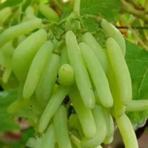 grapes plants
