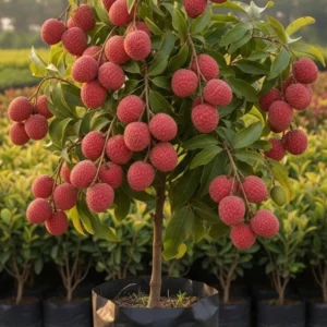 plants